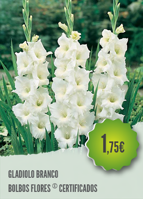 Gladiolus L.