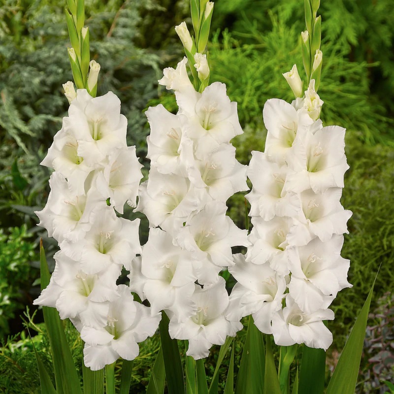 flor de trombeta