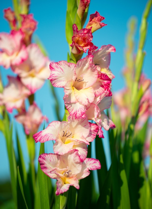 flores para oferenda