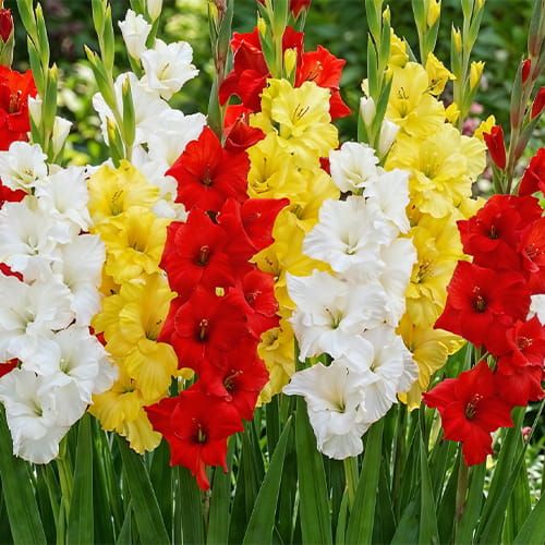 flores para casamentos