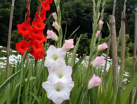 flores para formaturas