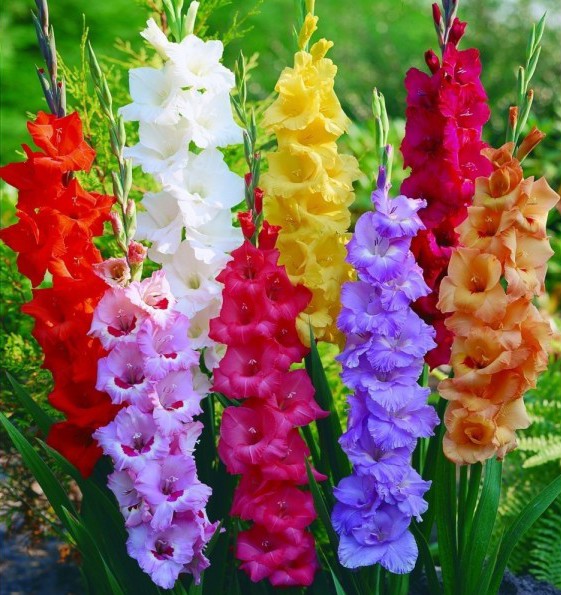flores de corte africanas