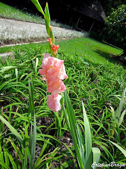 cultivo de cormos