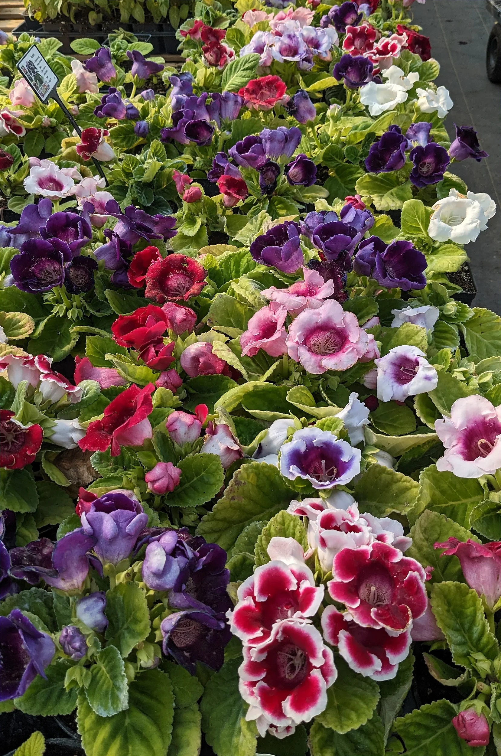 Gloxinia Kaiser Wilhelm