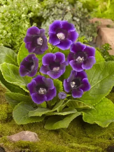 Gloxinia Kaiser Friedrich