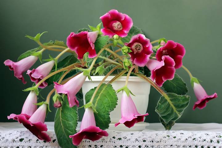 Gloxinia Red Star