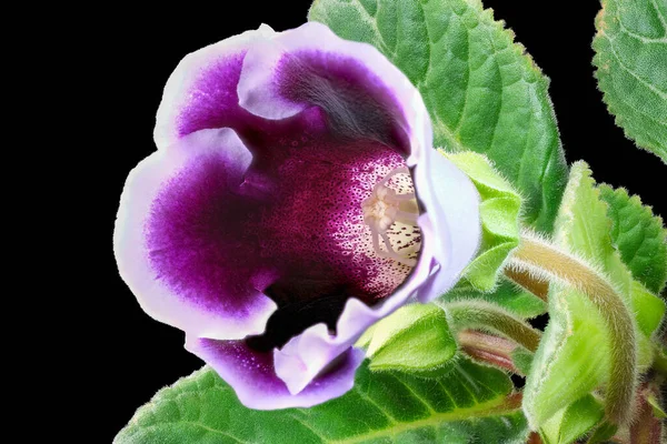 Flor de Gloxinia