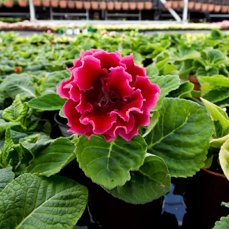 erros comuns no cultivo de gloxinia