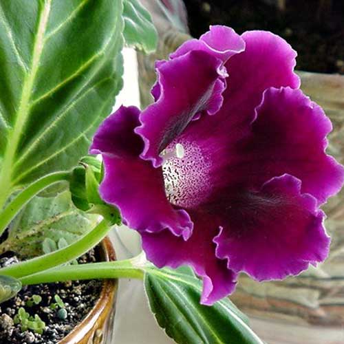Gloxinia de interior