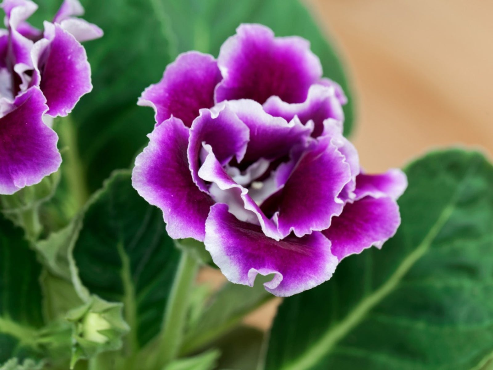 Cultivo de Gloxinia