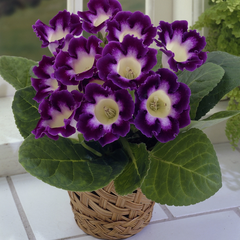 Gloxinia de interior