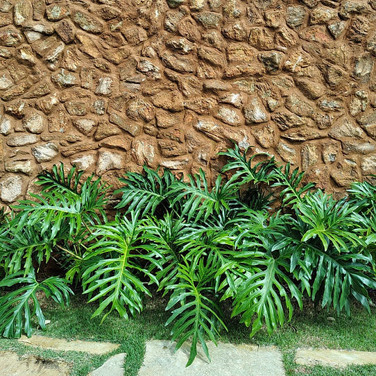 Philodendron bipinnatifidum