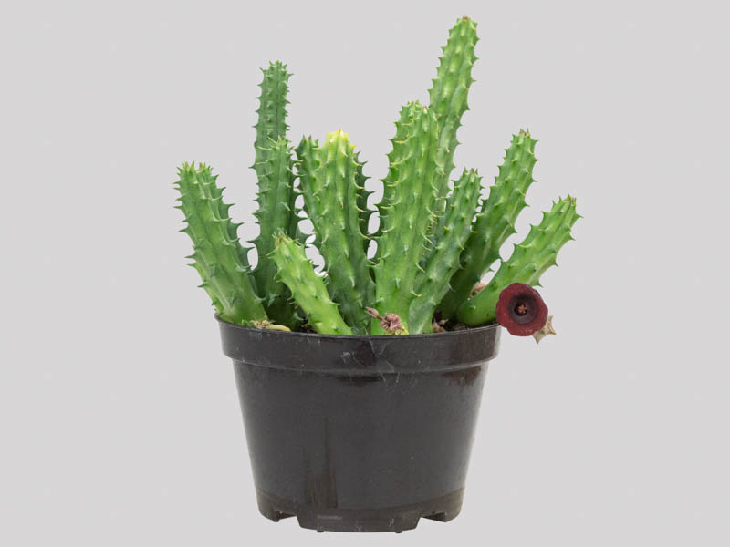 Huernia macrocarpa var. penzigii