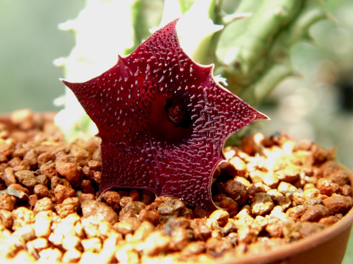 Huernia macrocarpa var. cerasina