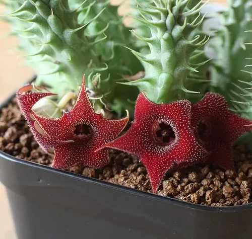 Huernia macrocarpa var. penzigii