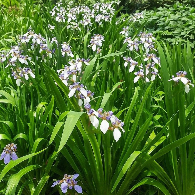 cores da iris da praia