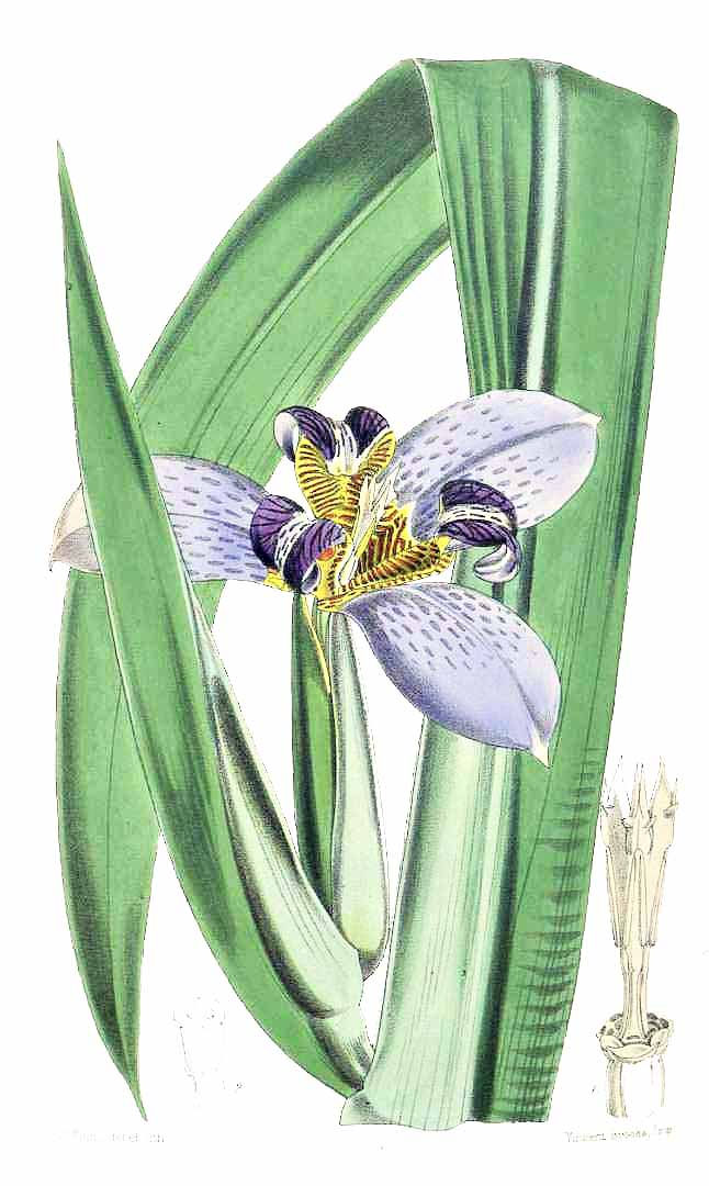 iris da praia cores