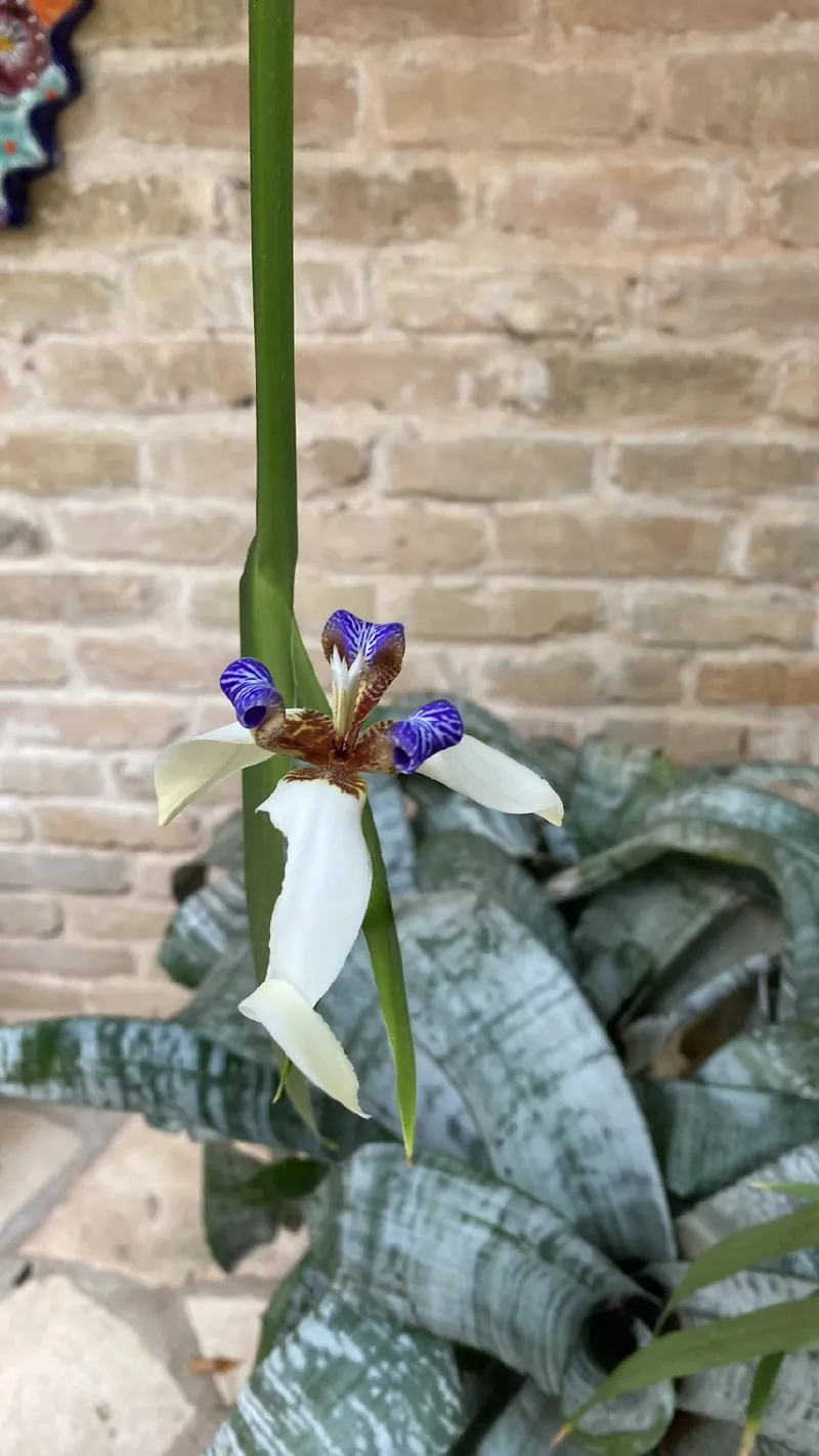 cores da iris da praia