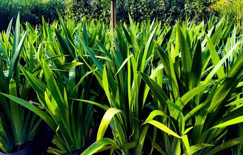 iris azul da praia