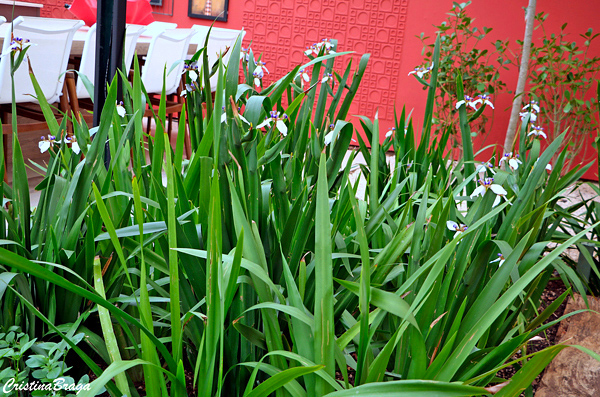 iris da praia branca