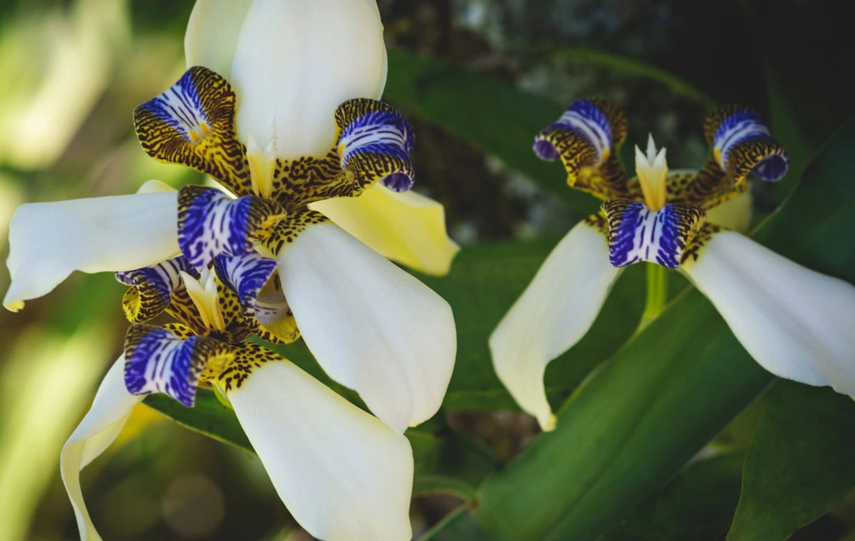 iris da praia amarela
