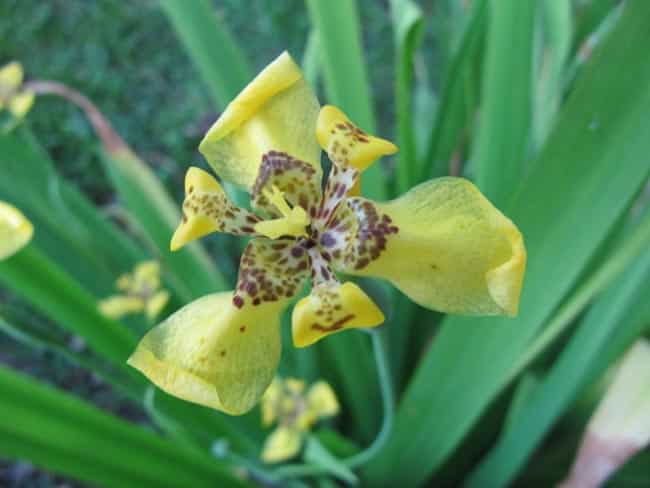 tipos de iris da praia