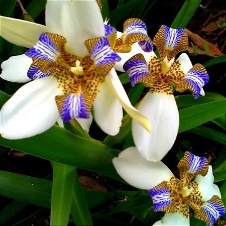 iris da praia significado cores