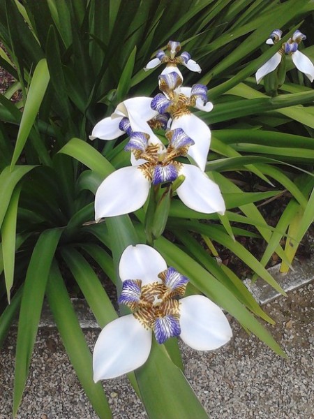 iris da praia cores