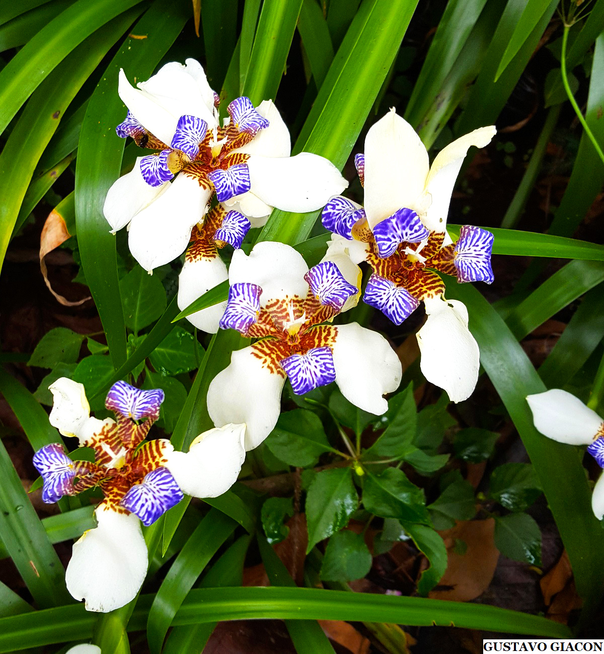 iris azul da praia