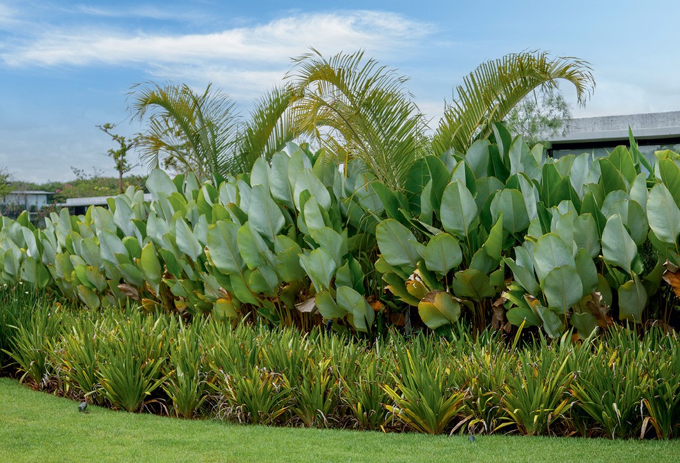 iris da praia branca
