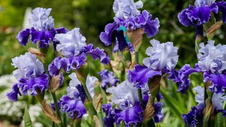 iris da praia amarela