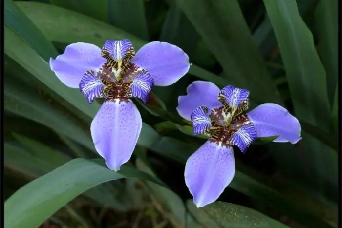 flor iris da praia cores