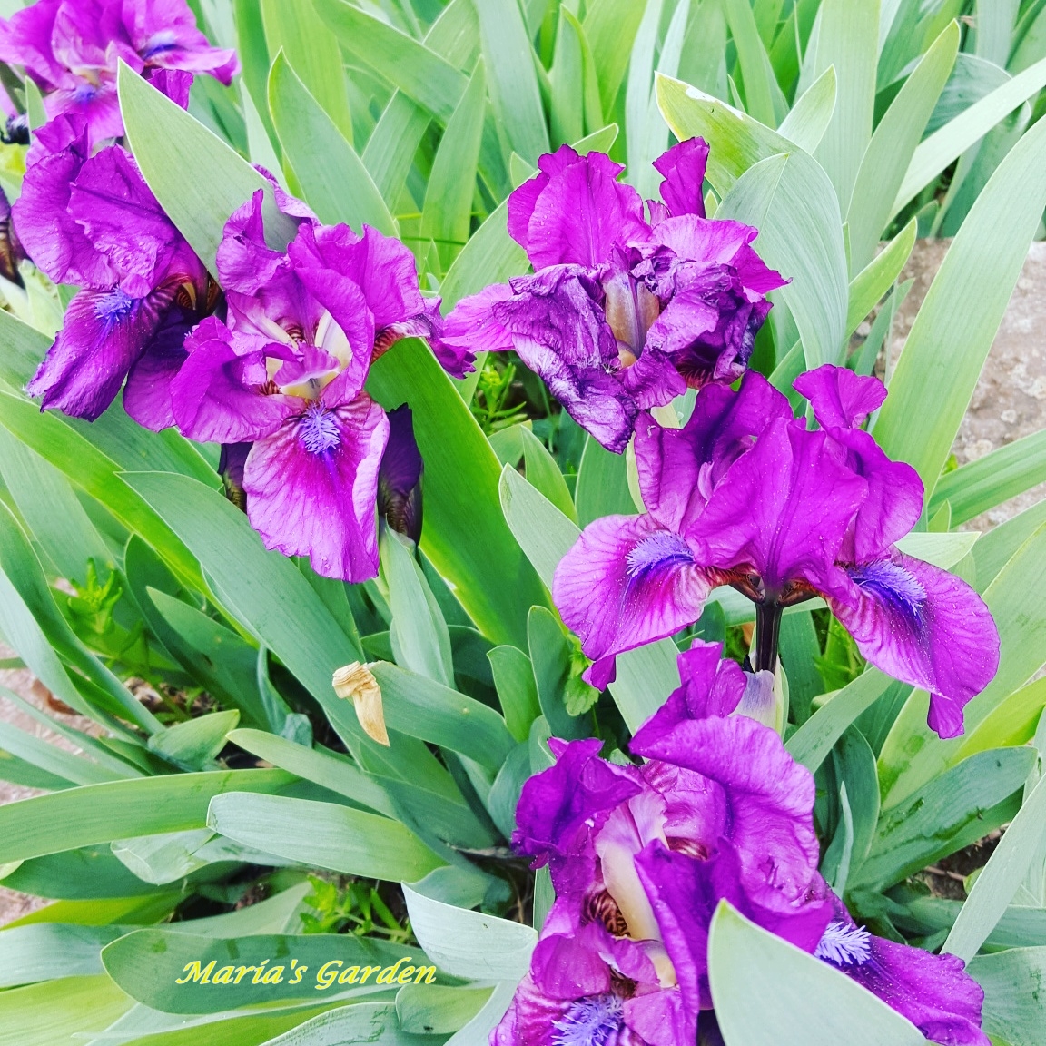 tipos de iris da praia