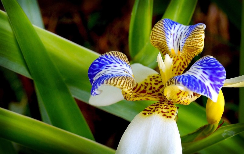 iris neomarica cores