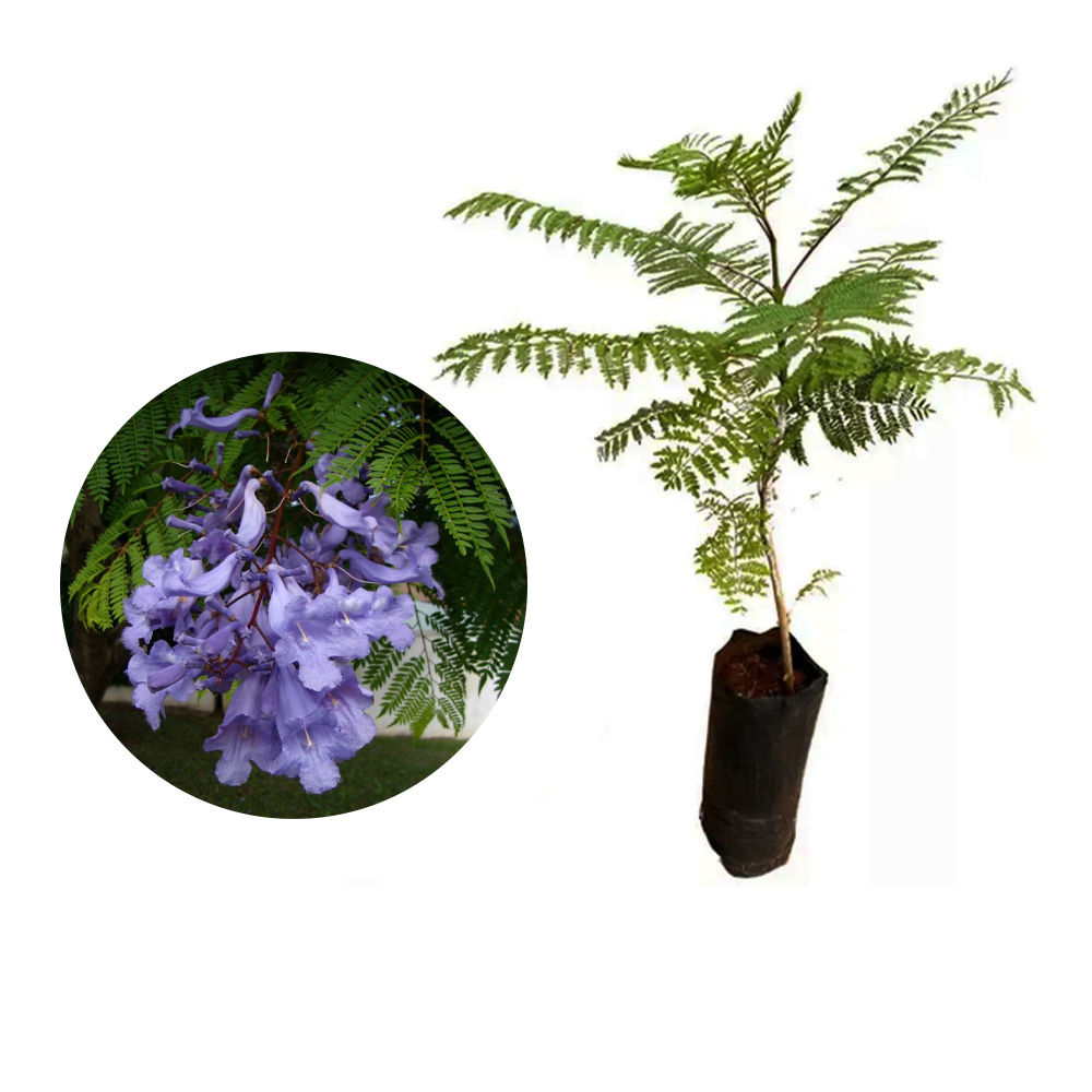 Cultivo de jacarandá mimoso