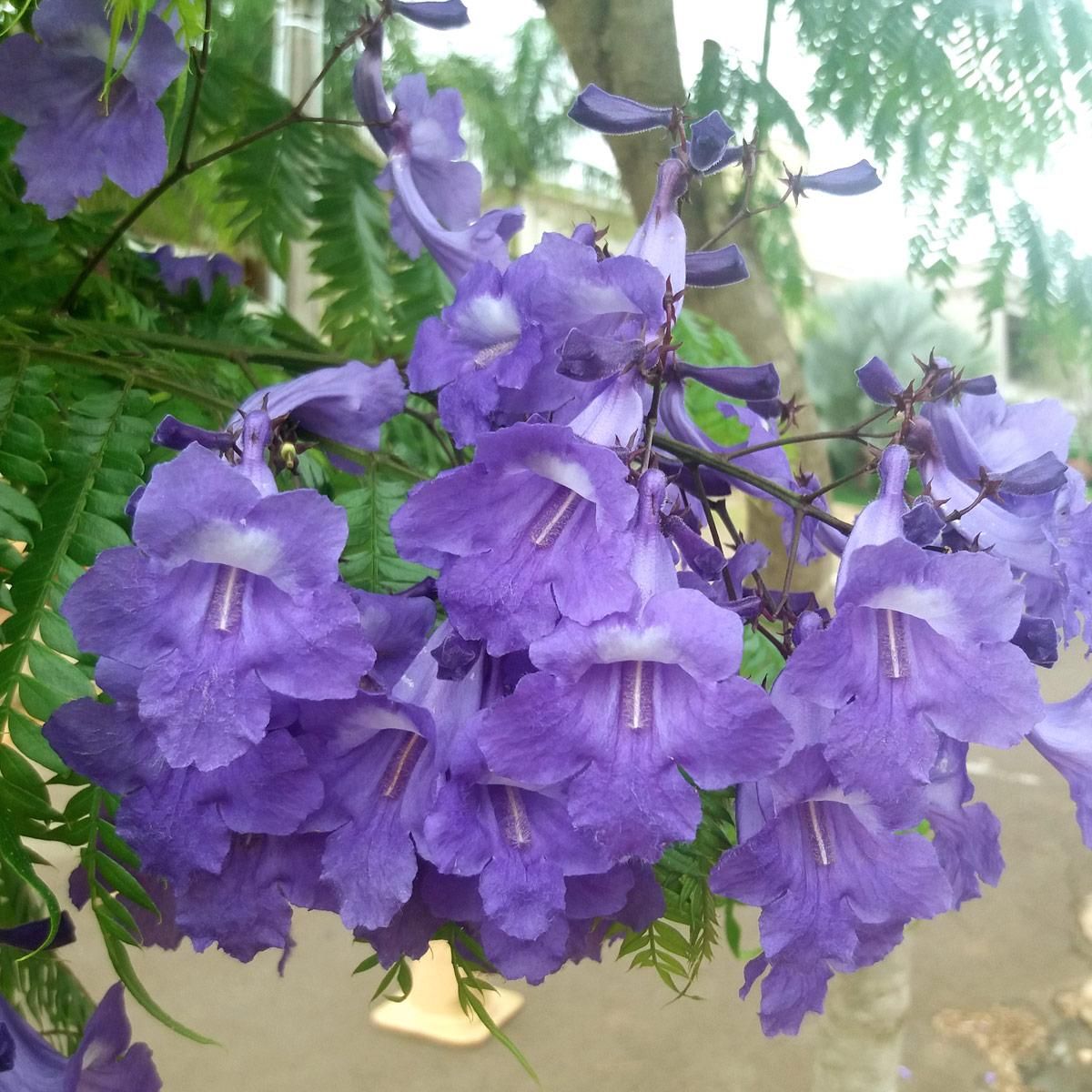 Jacarandá caroba
