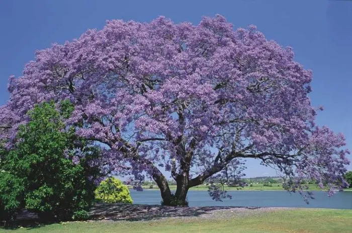 Jacarandá mimoso