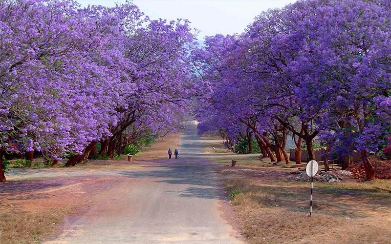 Jacarandá madeira nobre