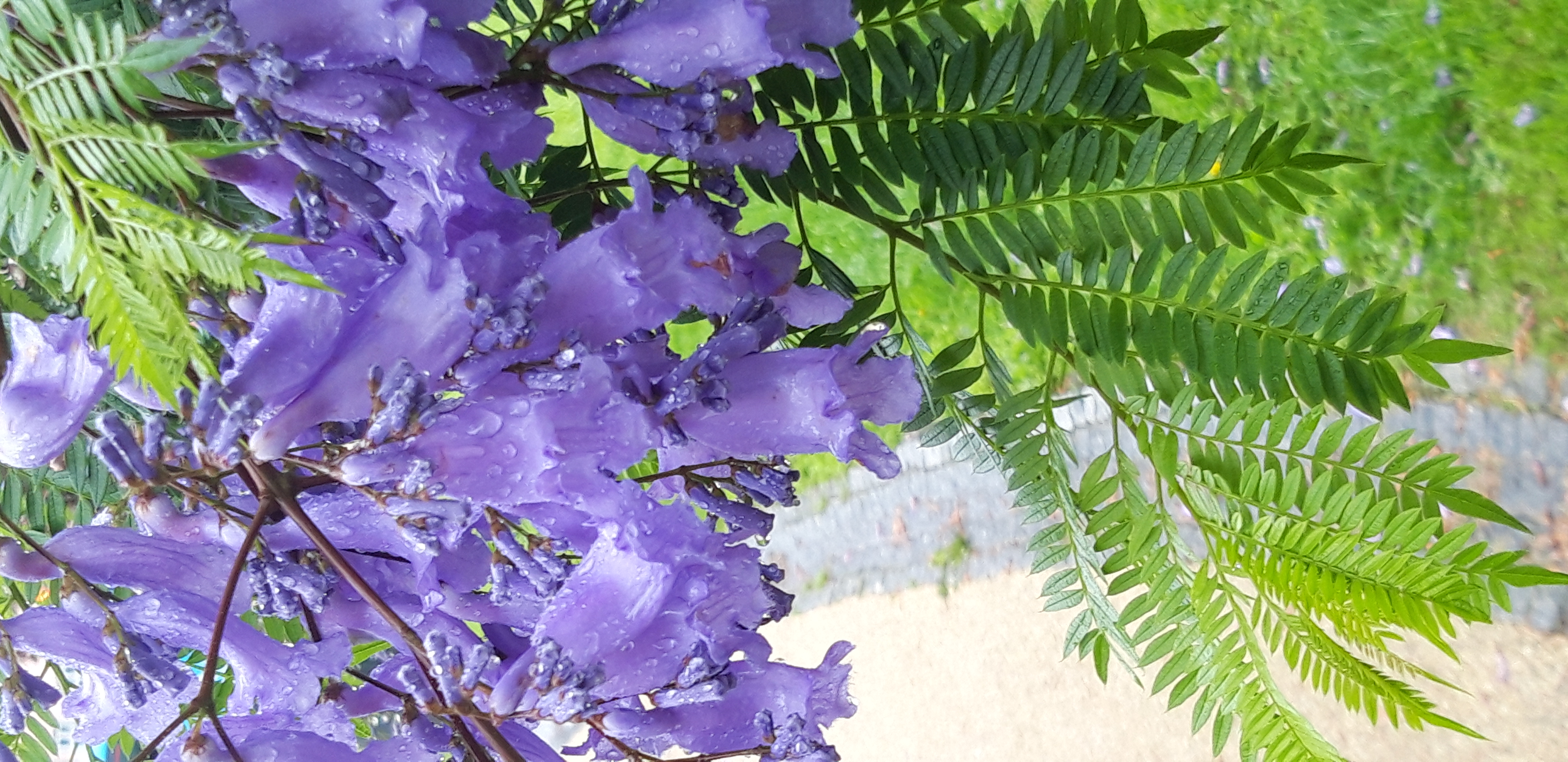 Plantio de jacarandá