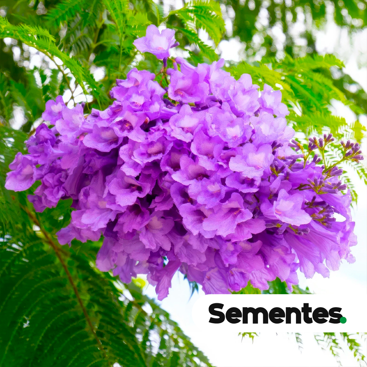 Diferença entre jacarandá e ipê