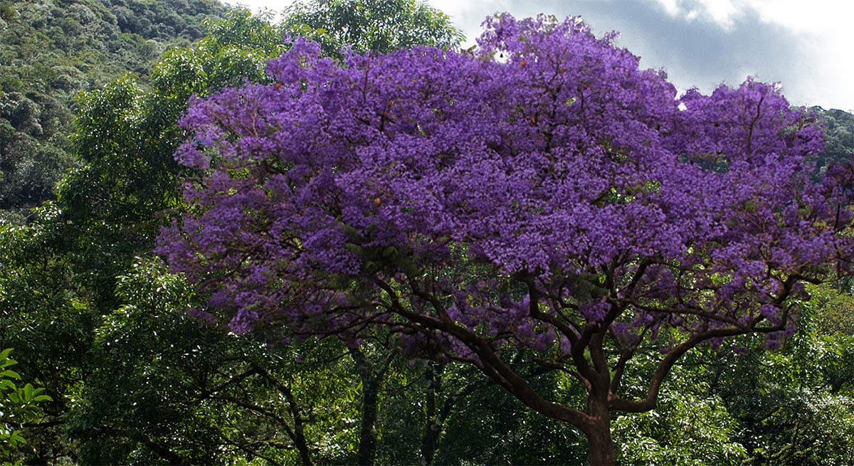 Jacarandá ornamental