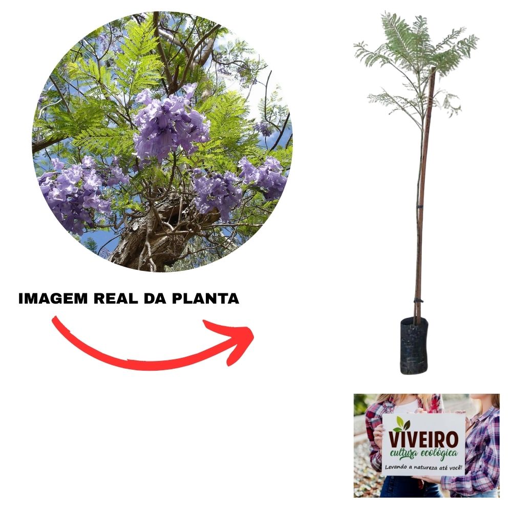 Madeira de lei jacarandá