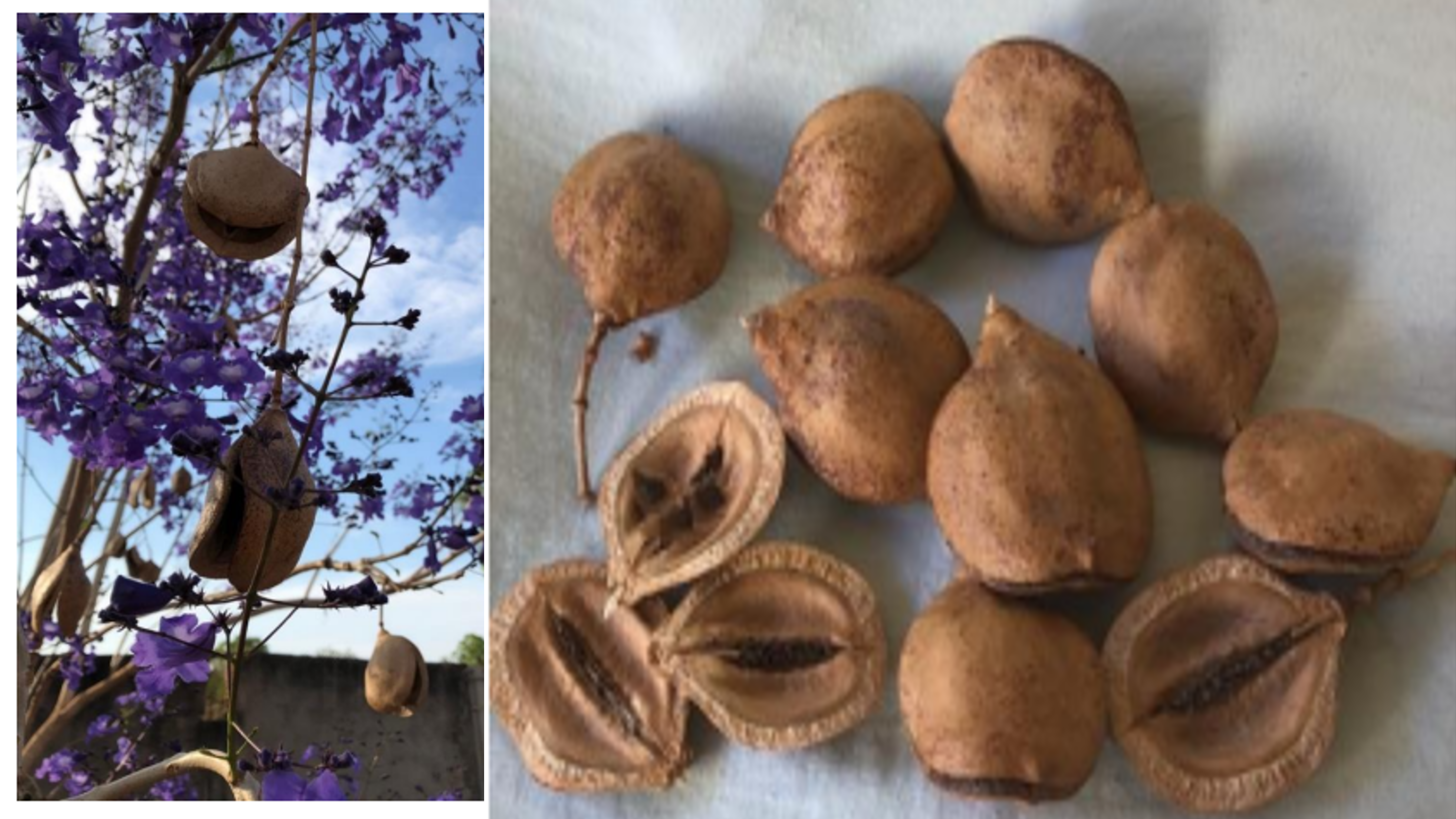 Fruto do jacarandá