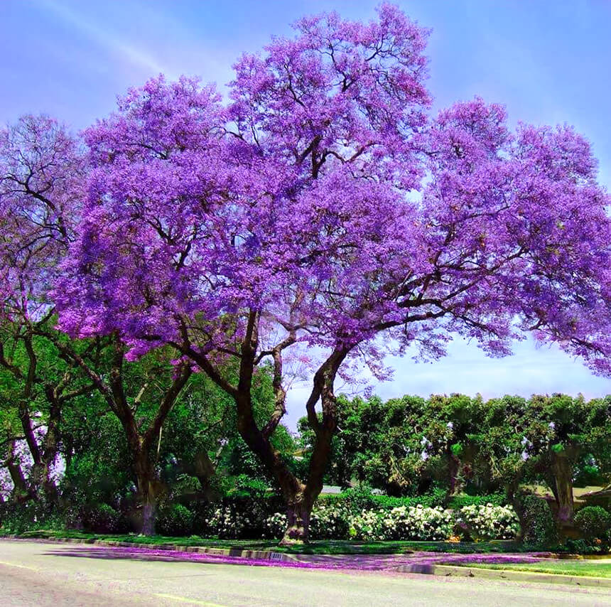Plantio de jacarandá