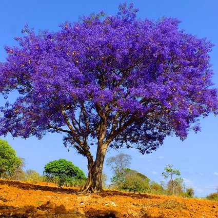 Diferença entre jacarandá e ipê