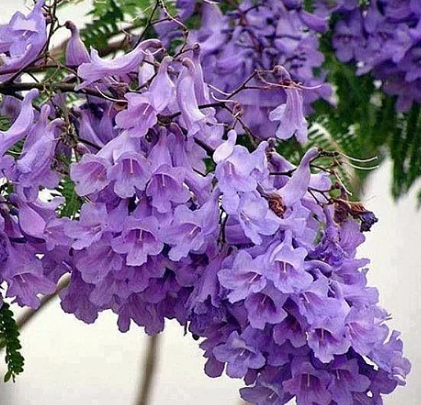 Jacarandá ornamental