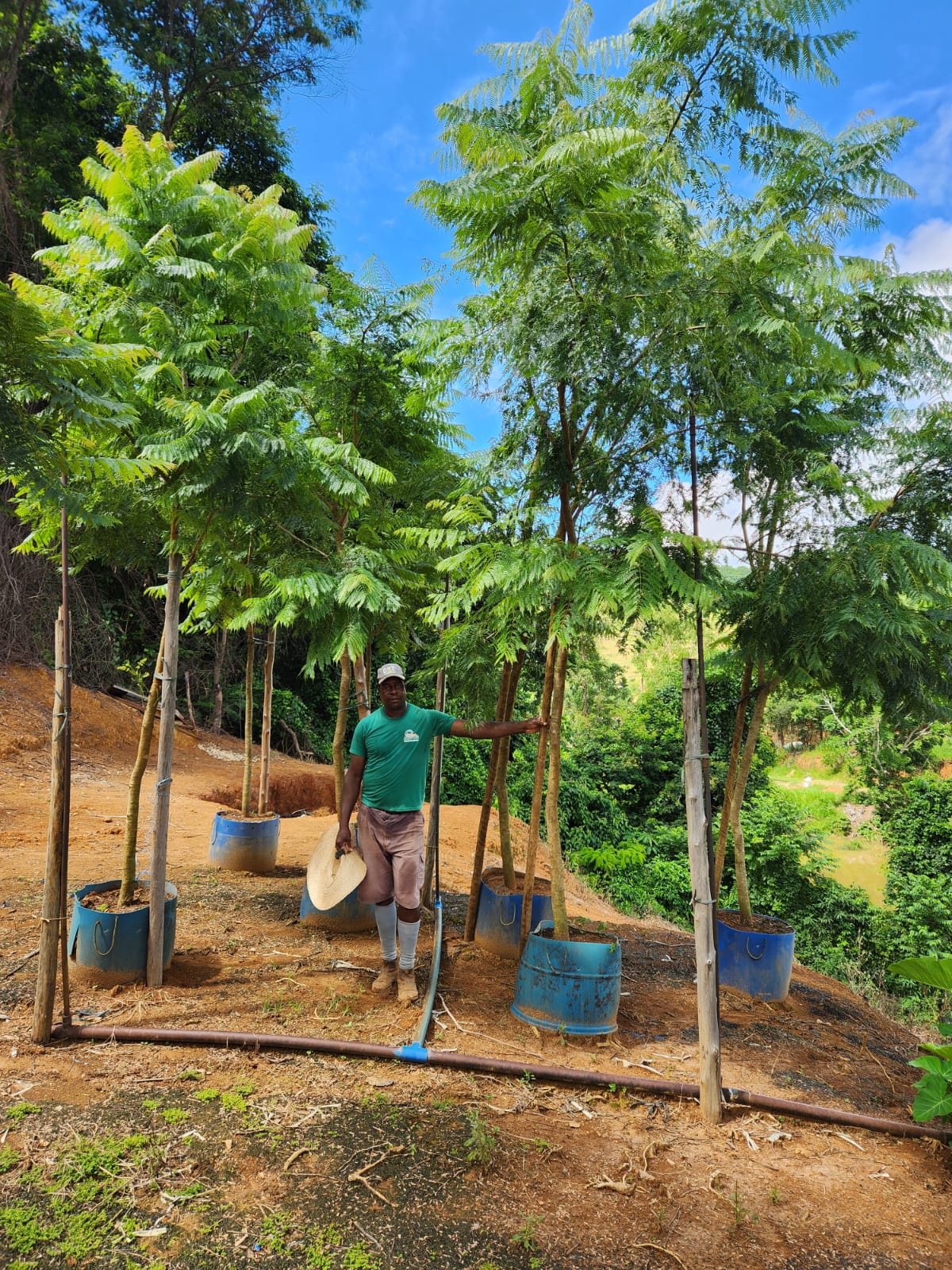 Madeira de lei jacarandá