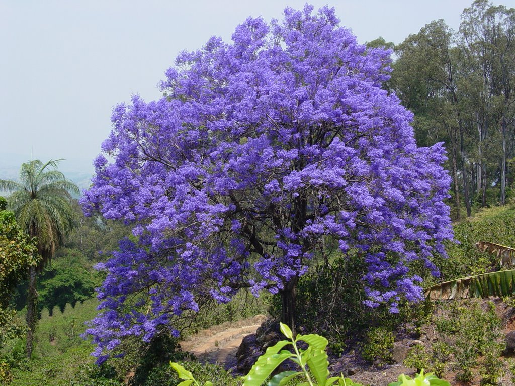 Jacarandá em risco de extinção