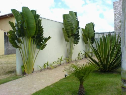 plantas resistentes para fachada