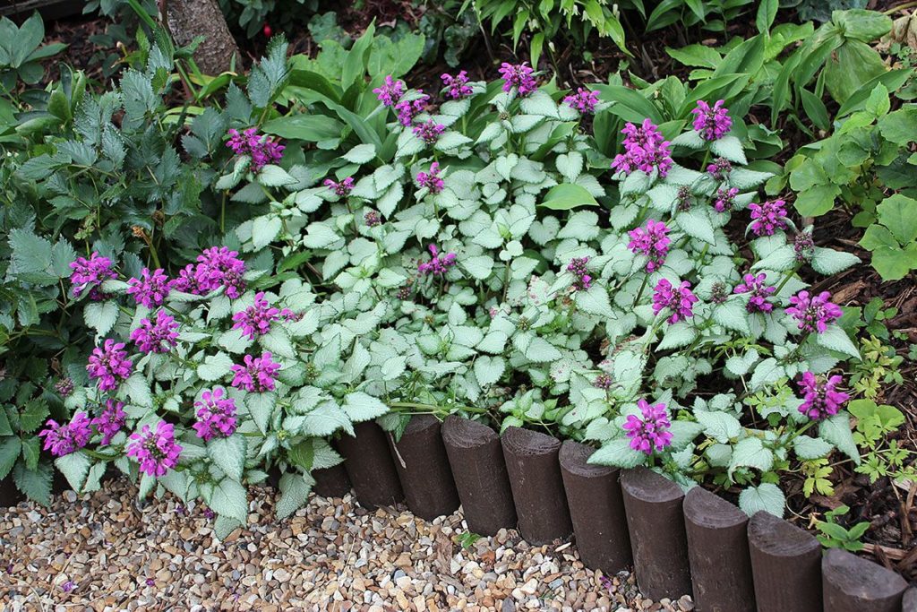 plantas para jardim de sombra